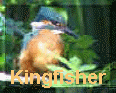 Kingfish.jpg (2424 bytes)