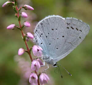 Holly Blue butterfly on Heather.