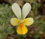 Dune Pansy - go to the image gallery for a larger image.