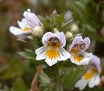Eyebright - go to the image gallery for a larger picture.