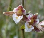 Marsh Helleborine - go to the image gallery for a larger picture.