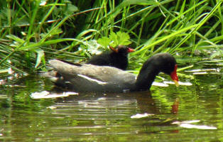 Moorhen and Chick