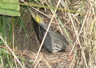 Grey Wagtail on nest