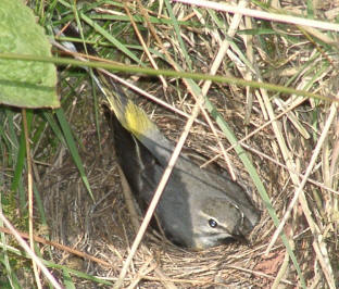 Grey Wagtail sitting in nest