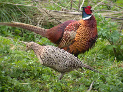 Cock (background) and Hen Pheasant (foreground).