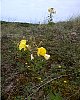 Common Evening-Primrose - Oenothera biennis. An unwelcome alien species.