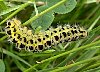 Five-spot Burnet moth caterpillar (Zygaena trifolii palustrella)