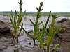 Glasswort also known as Marsh Samphire  - Salicornia europaea
