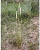 Marram grass  -  Ammophila arenaria, a stabiliser of sand dunes