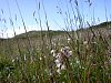 Marsh Helleborine  -  Epipactis palustris