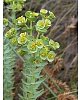 Portland Spurge  -  Euphorbia portlandica