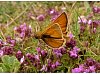 Small Skipper butterfly on Wild Thyme