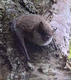 Pipistrelle Bat, a national Biodiversity Action Plan species