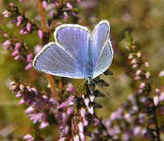 Common Blue Butterfly on Heather on the Centre's regenrating heathland area.