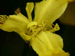Crab Spider camouflaged on Yellow Iris Flower
