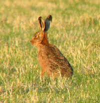 A Brown Hare
