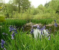 Approximately 100 different species of plants have been recorded in the Centre's Wetlands.