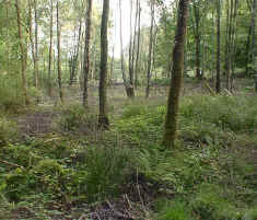 The Centre's Wet Woodland Habitat.