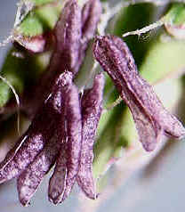 purple anthers