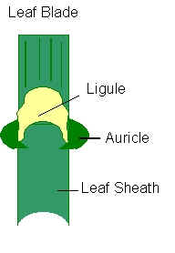 Grass Leaf Structures