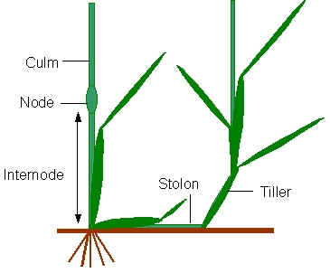 The structure of grass plants