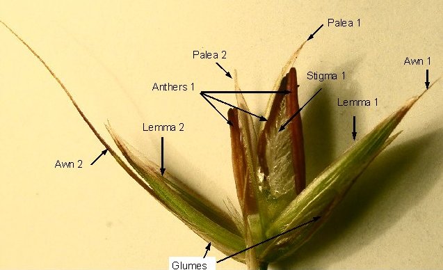 A spikelet of False Oat Grass, Arrhenatherum elatius.