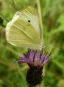 White Butterfly on knapweed