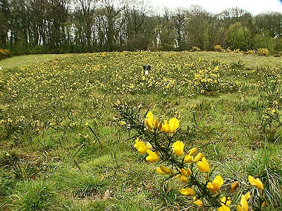 Gorse in section 7