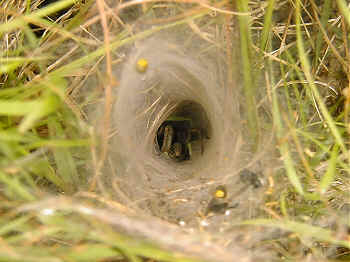 Agelena labyrinthica in its typical funnel-shaped web.