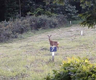 Roe doe on the project site.