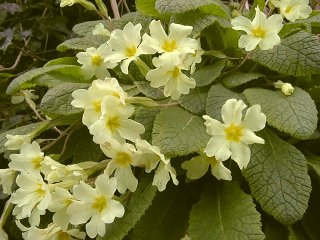 Flower Primrose