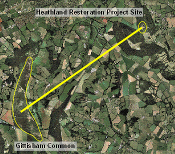 Relationship between Gittisham Common, the nearest lowland heath and the project site.
