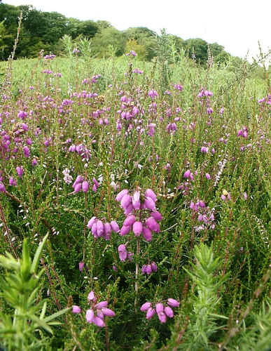 Bell Heather on the project site.