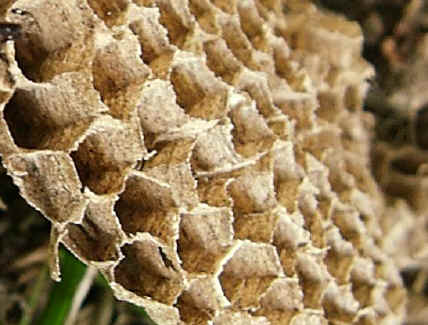 Part of a wasp's nest