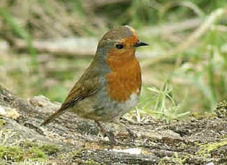 How Long Does a Robin Live?