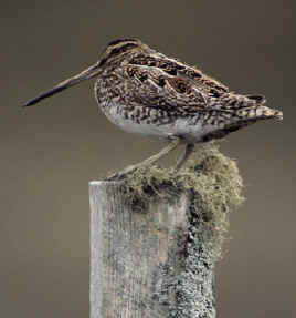 snipe.jpg (88437 bytes)