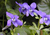 violets.jpg (34852 bytes)