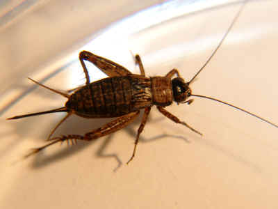 Female Wood Cricket, Nemobius sylvestris.