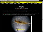 mayfly.jpg (8044 bytes)