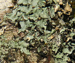 A leafy or foliose lichen.