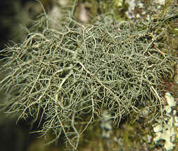Usnia, a fruticose or shrubby lichen.