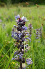 Bugle flowers from May to July and prefers the dryer areas of wet meadows.