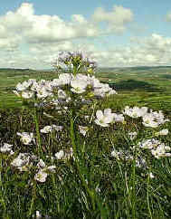 Lady's Smock flowers in late spring and is the food plant for the caterpillars of Orange-tip and Green-veined  White Butterflies.