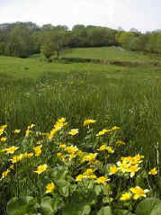Spring flowering Marsh Marigolds prefer the wetter areas. 