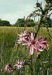 Ragged Robin flowers in late spring to early summer.