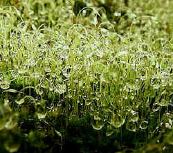 Capsules of Funaria hygrometrica (*Little Goldilocks/Golden Maidenhair)  holding water droplets