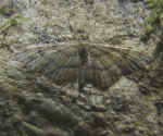 Double-striped Pug Gymnoscelis rufifasciata