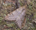 March Moth   Alsophila aescularia
