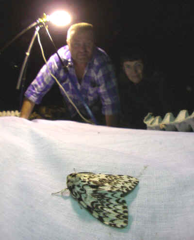 Mothathoners admire a Black Arches moth 