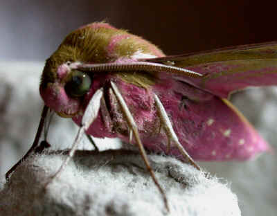 Elephant Hawk-moth